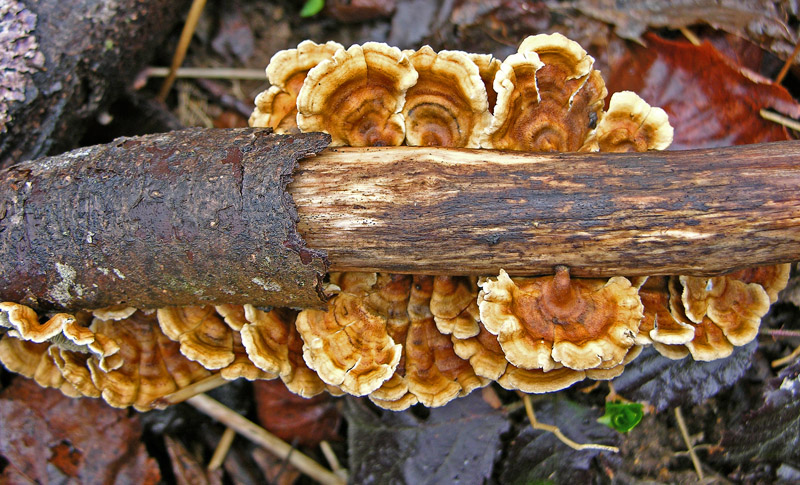 Avete voglia di funghi di oggi....guardate questo post.